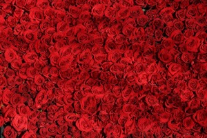 33朵玫瑰花语(玫瑰32朵的含义)