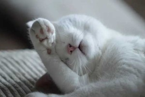 Cat是猫，Nap是打盹，那​你知道Cat nap是什么意思吗？